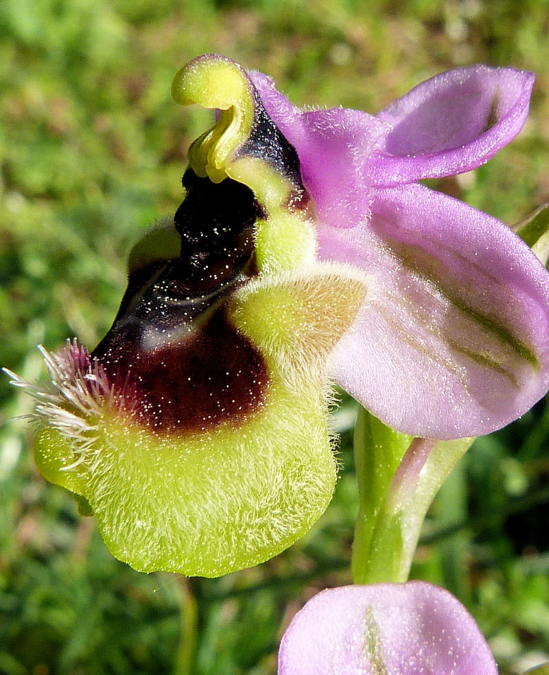 Orchidea fior di vespa